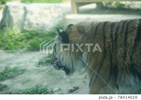 汎 動物 肉食動物 78414020