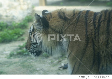 汎 動物 肉食動物 78414027