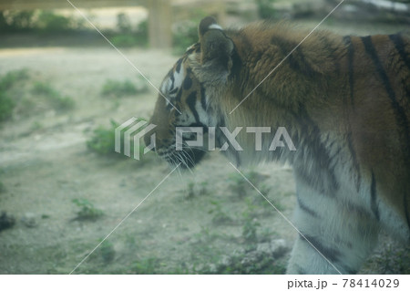 汎 動物 肉食動物 78414029