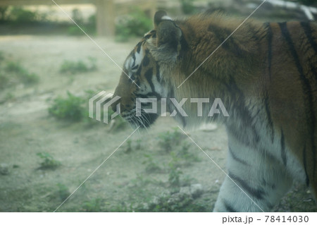 汎 動物 肉食動物 78414030