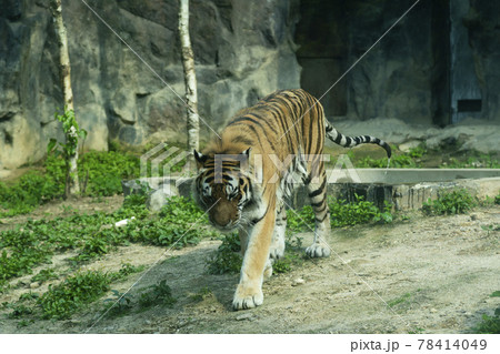 汎 動物 肉食動物 78414049