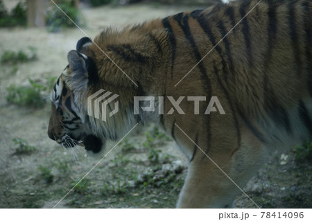 汎 動物 肉食動物 78414096