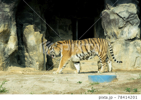 汎 動物 肉食動物 78414201