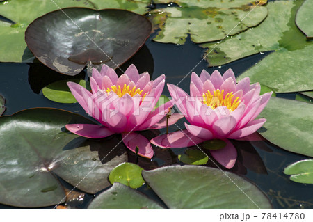 池 修練 花 78414780