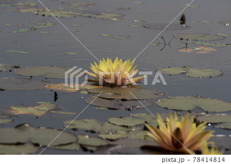 池 修練 花 78414814