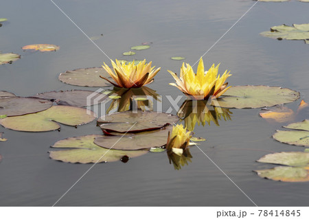 池 修練 花 78414845