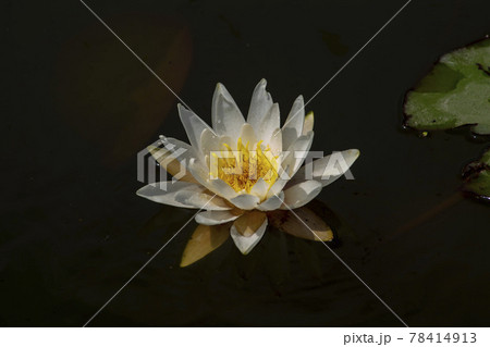 グァンゴクジ 修練 花 78414913