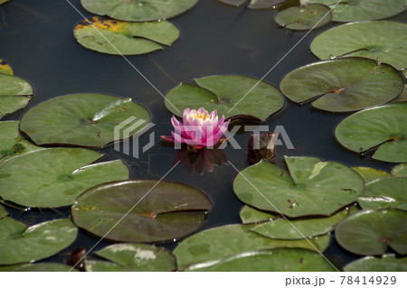 池 修練 花 78414929