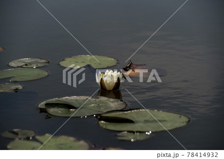 池 修練 花 78414932