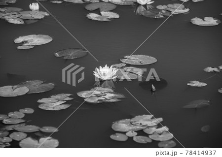 自然 風景 韓国 78414937