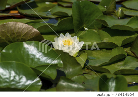 池 修練 花 78414954