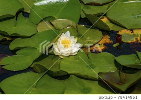池 修練 花 78414961