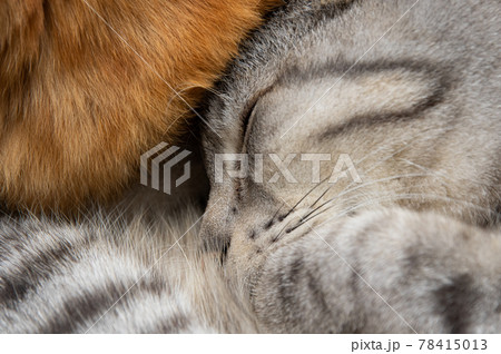 眠るネコ サバトラ猫 眠るネコ サバトラ猫 78415013