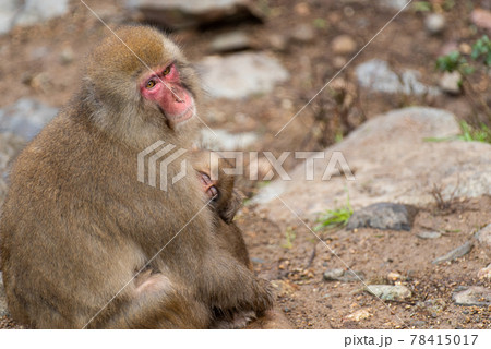 ニホンザルの親子 78415017