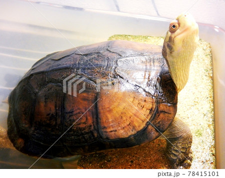 ヤエヤマイシガメ 78415101