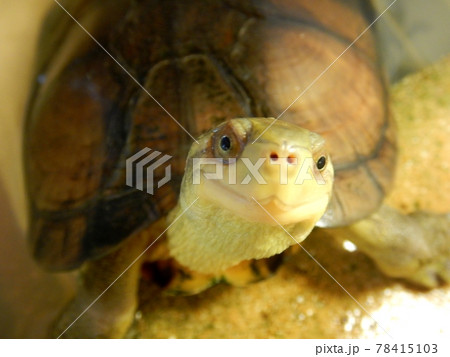 ヤエヤマイシガメ 78415103