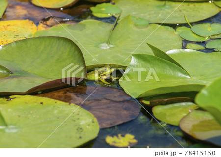 池 グァンゴクジ スポット 78415150