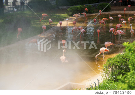 フラミンゴ 動物 鳥 78415430