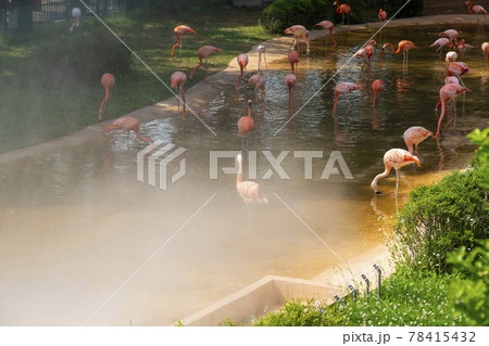 フラミンゴ 鳥 自然 78415432