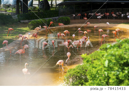 フラミンゴ 動物 鳥 78415433