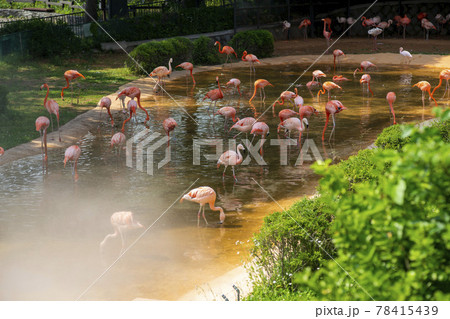 フラミンゴ 動物 鳥 78415439