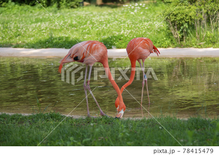 フラミンゴ 鳥 夏 78415479