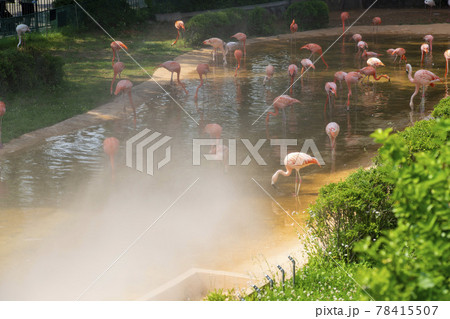 フラミンゴ 動物 鳥 78415507