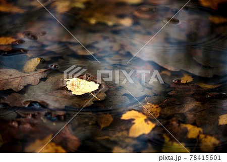 Fallen birch leaves floating in the puddle. Autumnal background. Fallen birch leaves floating in the puddle. Autumnal background. 78415601