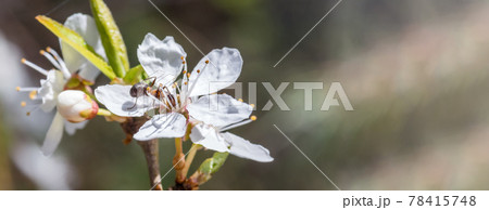 An ant in a flower. A flowering tree. Spring flowering and insect. An ant in a flower. A flowering tree. Spring flowering and insect. 78415748