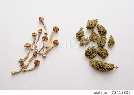 Microdosing concept. Dry psilocybin mushrooms and Marijuana buds on white background. 78415835
