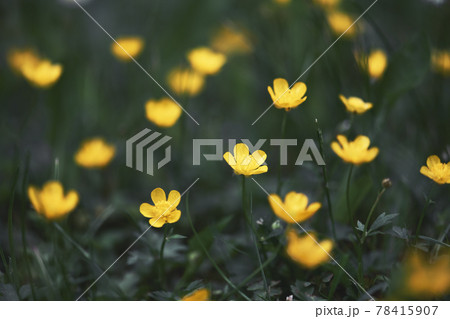 Closeup of yellow wildflowers on blurred green background Closeup of yellow wildflowers on blurred green background 78415907