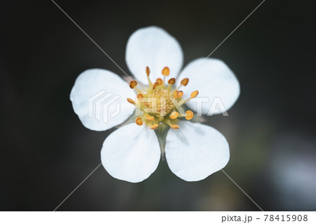 Wild strawberry blossoming - macro shot of a flower Wild strawberry blossoming - macro shot of a flower 78415908