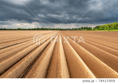 Agricultural field with even rows in the spring Agricultural field with even rows in the spring 78415909