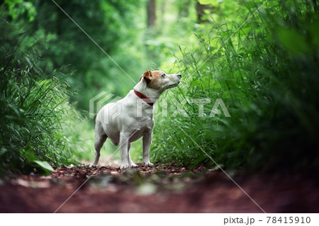 Jack russel terrier dog in green spring forest 78415910