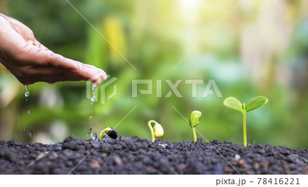 Displaying the stages of plant growth and watering of plants, planting ideas and investments for farmers. 78416221