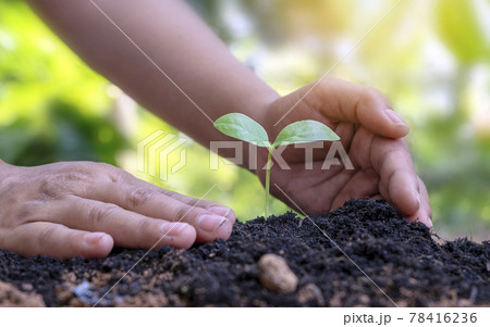 Trees growing in soil and human hands caring for trees Earth day concept and global warming campaign Trees growing in soil and human hands caring for trees Earth day concept and global warming campaign 78416236