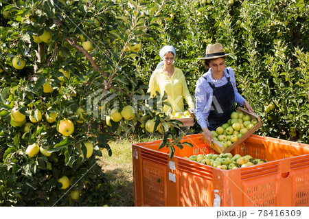 Two women harvest apples in a big box in the garden 78416309