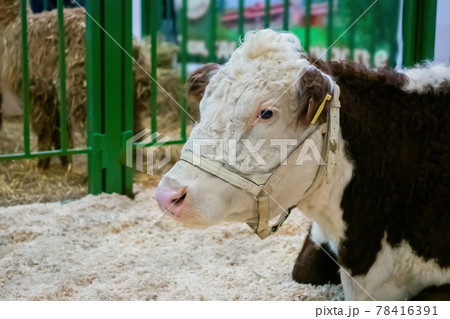 Portrait of brown and white cow resting at animal farming exhibition 78416391