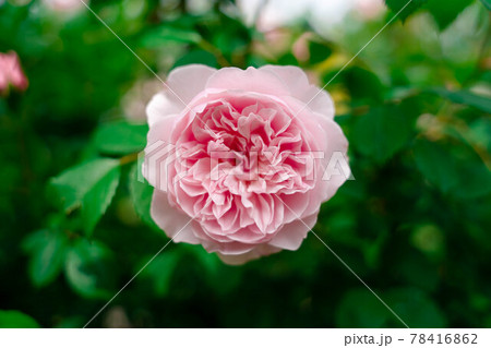 ピンクのバラ 78416862