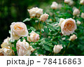 白いバラ 78416863