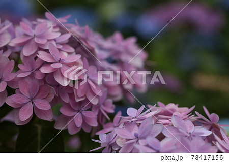長谷寺の華やかに咲く赤紫の紫陽花 長谷寺の華やかに咲く赤紫の紫陽花 78417156