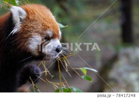 レッサーパンダ　小熊貓 78417248