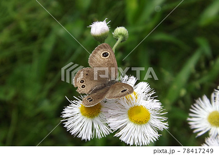 ハルジオンの蜜を吸うヒメウラナミジャノメ 78417249