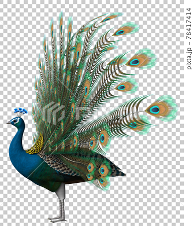 peacock - Stock Illustration [78417414] - PIXTA
