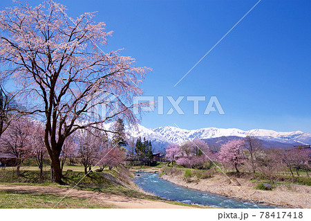 春の白馬　大出公園の景色 78417418