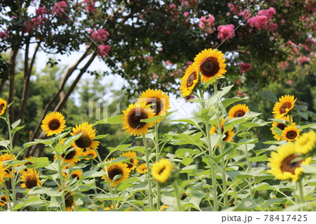 馬見丘陵公園にはいろいろな花が咲いています 馬見丘陵公園にはいろいろな花が咲いています 78417425