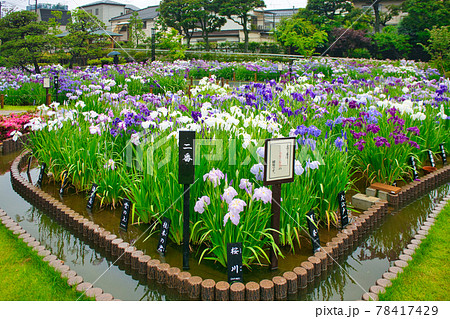 東京都 葛飾区 堀切菖蒲園 江戸系花菖蒲の名所の写真素材
