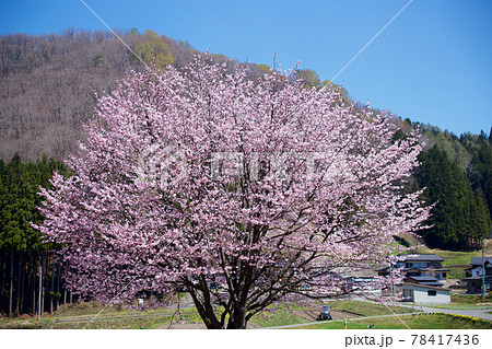 白馬連峰と一本桜の景色 78417436