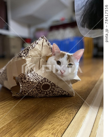 袋が大好きなネコ 78417556