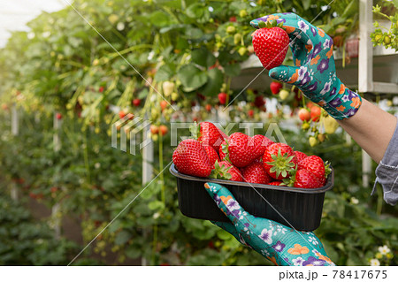 in female hands a container with red strawberries, one hand raised up a large ripe berry, concept 78417675
